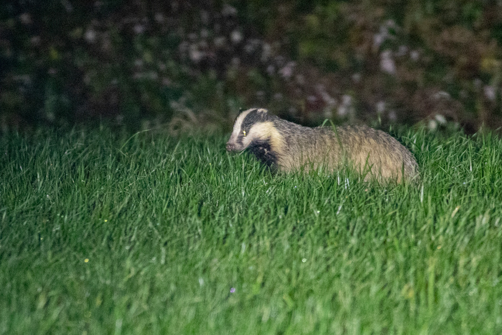Das in het gras