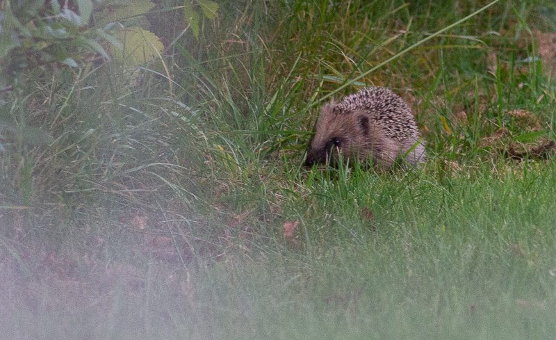 Egel in ruige vegetatie