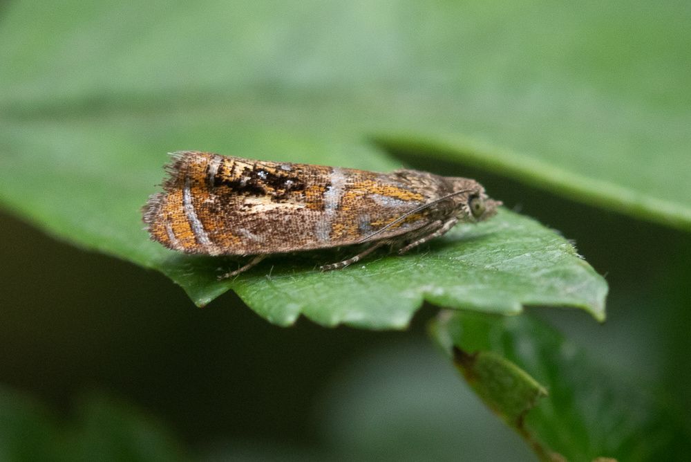 Nachtvlinder rustend op een blad