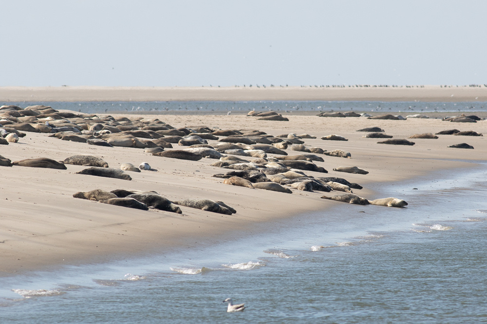 Gewone zeehond op een zandplaat
