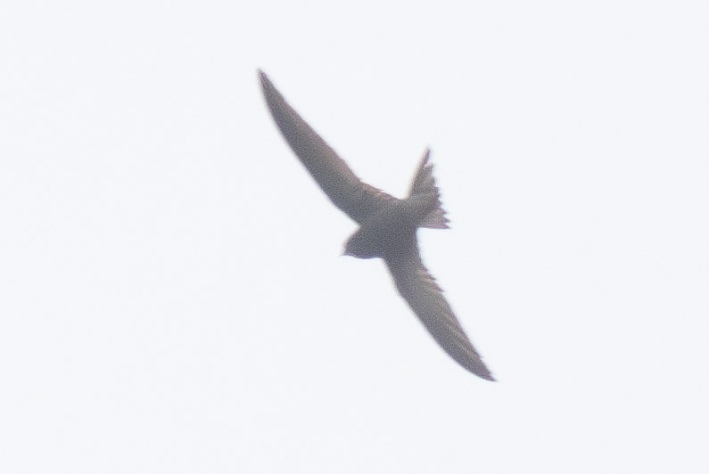 Gierzwaluw in vlucht boven de bebouwing