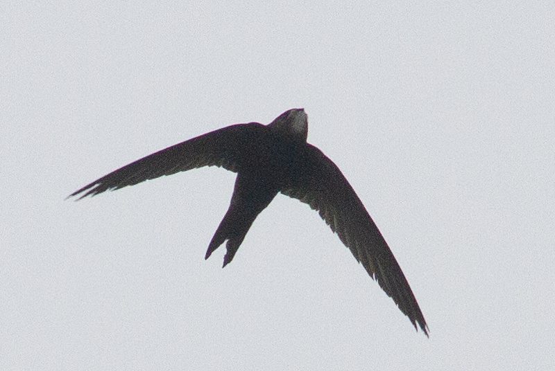 Gierzwaluw met gestrekte vleugels in de vlucht