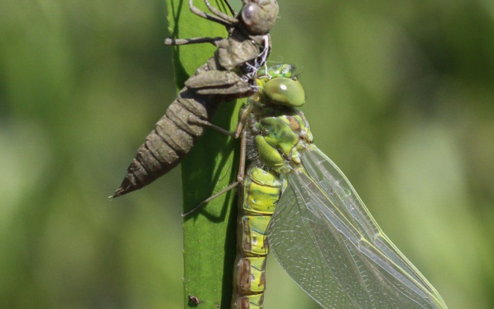 Net uitgeslopen groene glazenmaker naast het larvenhuidje