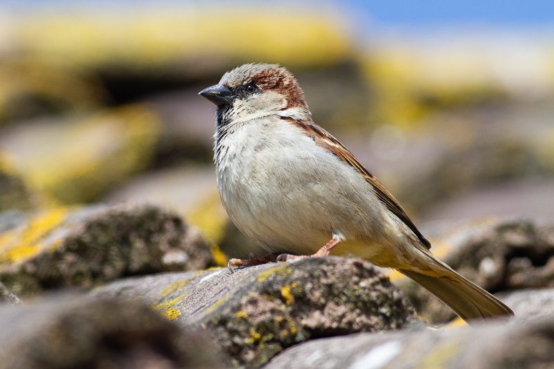 Huismus tussen dorre takken