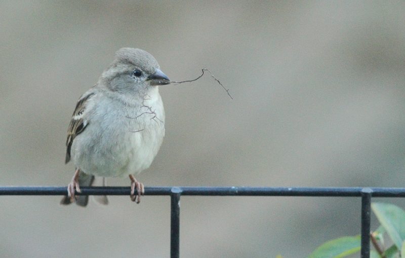 Vrouwtje huismus met nestmateriaal in de snavel, op een hek