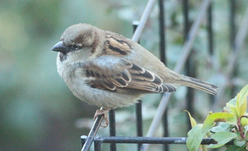 Mannetje huismus op een tuinhek