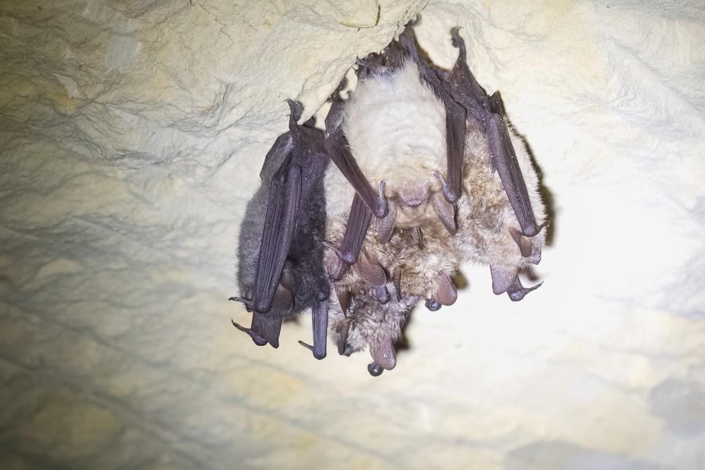 Ingekorven vleermuizen in een winterverblijf