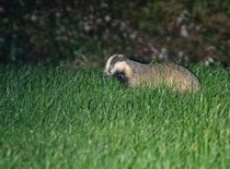 Das in het gras
