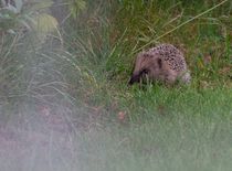 Egel in ruige vegetatie