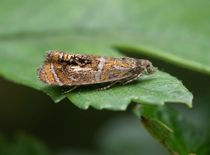 Nachtvlinder rustend op een blad