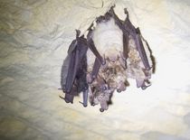 Ingekorven vleermuizen in een winterverblijf