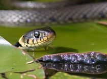 Ringslang zwemmend tussen drijvende waterplanten