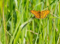 Zilveren maan in kruidenrijk grasland