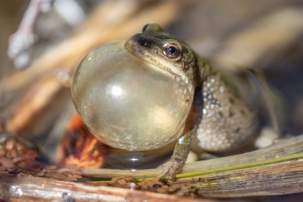 Closeup cute portrait of a boreal chorus frog