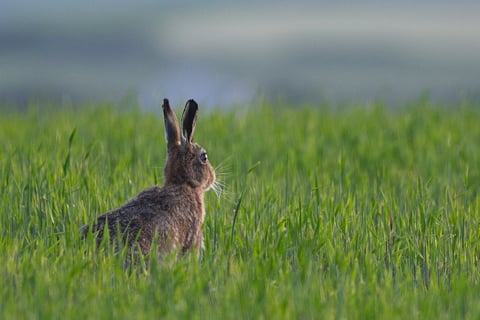 Alert brown hare (European hare) Lepus europaeus. Sitting in long grass, looking away. Tankerness, Orkney, UK.