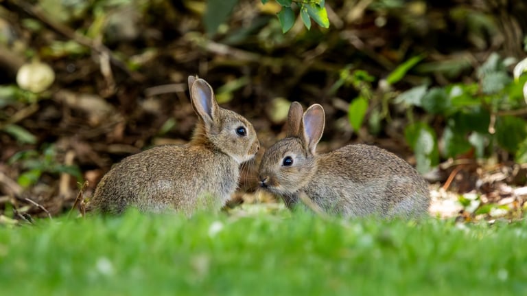 Two rabbits are standing next to each other in a grassy area. They are looking at each other with their ears up