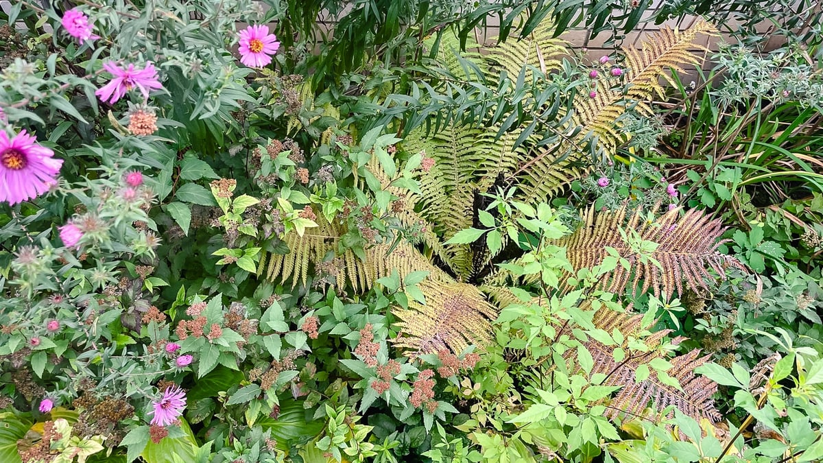 Cottagecore fall garden texture. Asters and fading ferns in natural, sustainable border