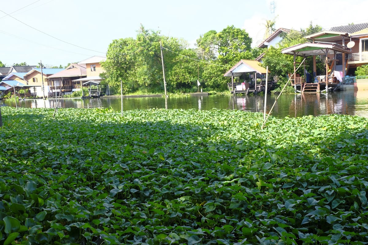 A dense mat of green water hyacinth covers a river or klong in Southeast Asia, with traditional stilt houses lining the banks.