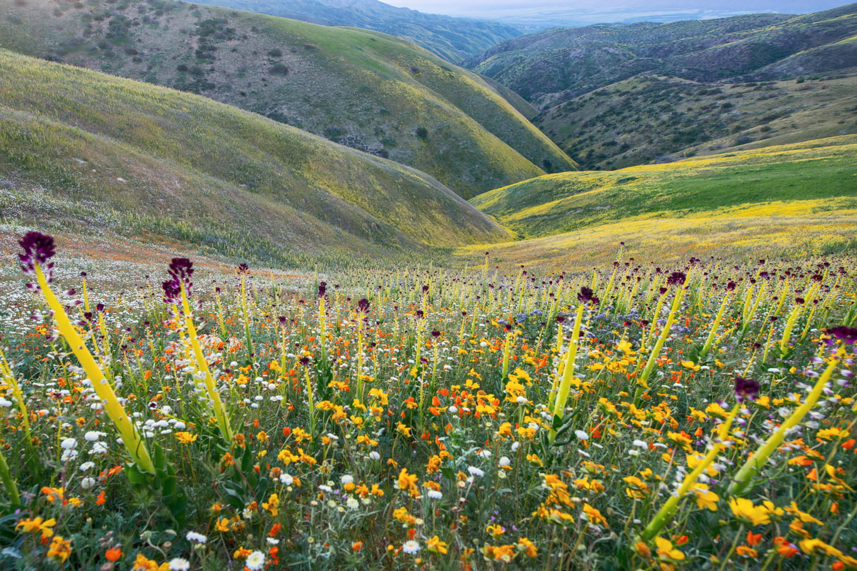 A dense display of wildflowers, including Desert Candles and Goldfields, on the southern hills of Carrizo Plain National Monument.