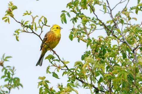 Yellow and orange warbler perched on a tree branch with green foliage against a clear blue sky