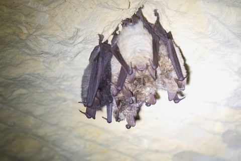 Cluster of bats hanging upside down from a surface, showing their folded wings and distinctive features against a light background