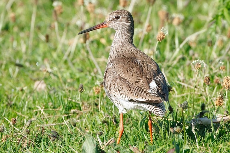 Sandpiper bird standing in grass with speckled brown plumage and orange legs