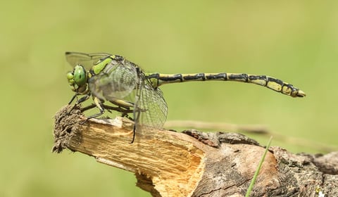 Green dragonfly perched on a dried branch against a blurred green background