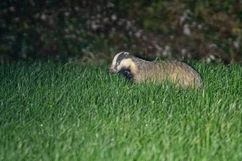 Badger walking through green grass with blurred foliage in the background