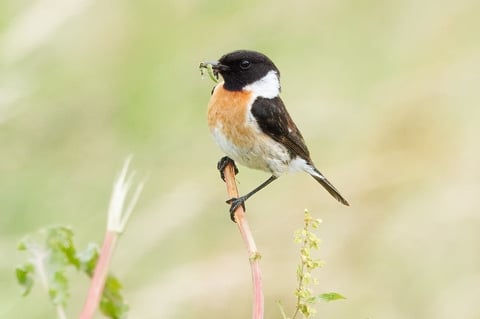 Small bird with black and white head and orange-brown breast perched on a thin stem against a blurred green background