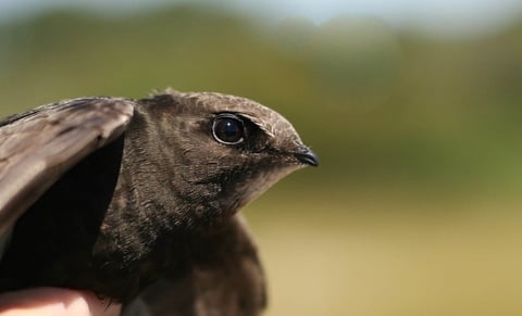 Close-up profile of a gray bird with dark plumage and a sharp beak against a blurred green background