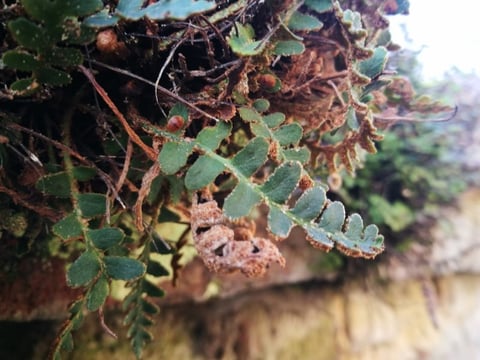 Close-up of a grapevine branch with powdery mildew fungal disease affecting the leaves and grapes, showing white coating on foliage