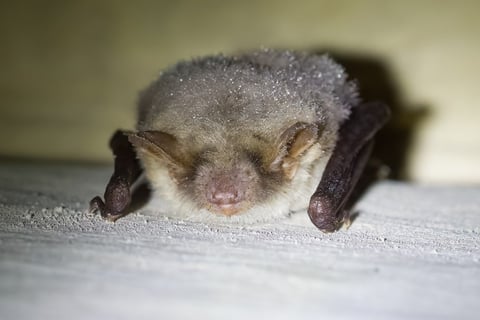 Close-up of a small bat resting on a light surface with wings folded, showing detailed fur texture and facial features