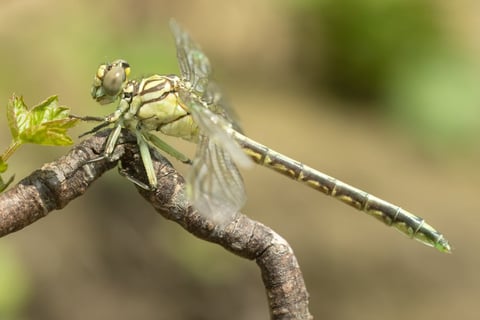 A translucent dragonfly with greenish wings perches on a thin brown branch with small green leaves