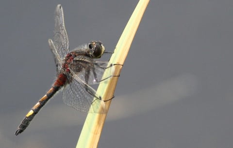 Red and brown dragonfly perched on a pale yellow stem against a gray background